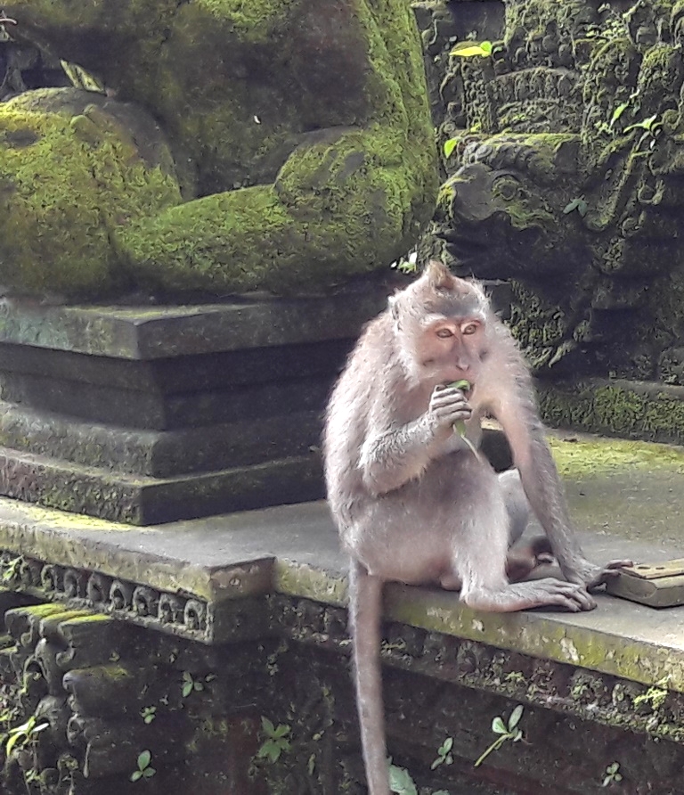 Macaques à longue queue, ou Macaques crabiers&nbsp;(video)